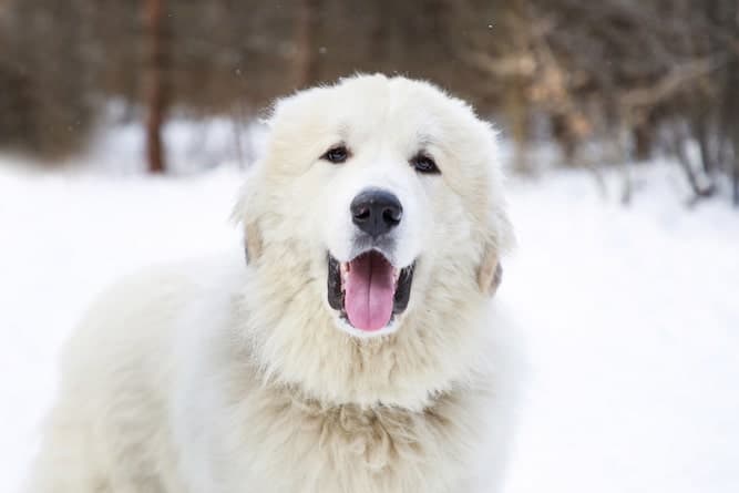 Photo of Great Pyrenees In Snow