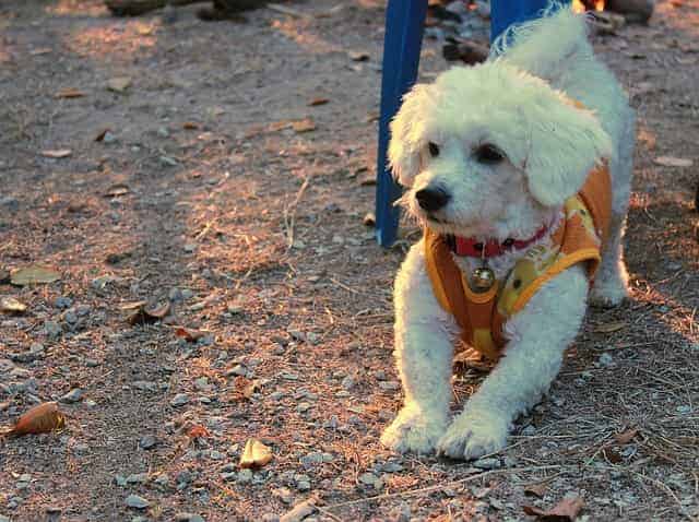 Photo of Bichon Frise Outdoor| Dog Temperament