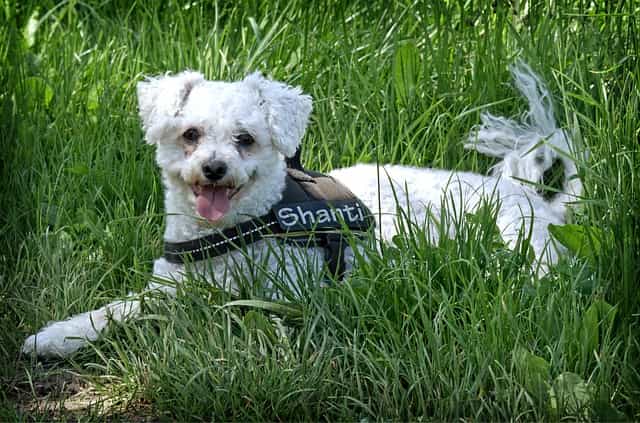 Photo of Bichon Frise in Grass | Dog Temperament
