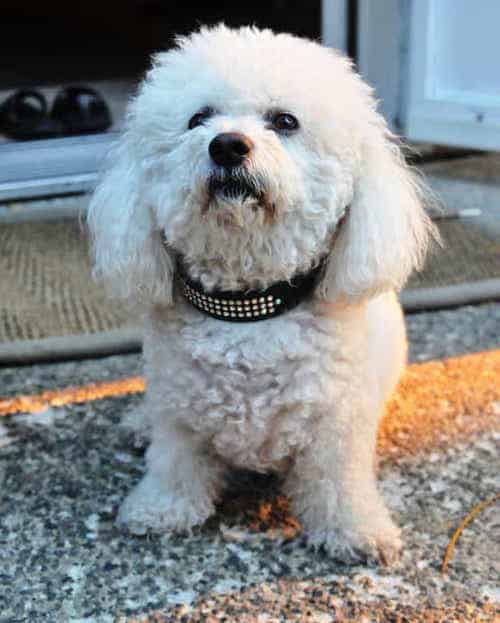 Photo of Bichon Frise Outside in front door| Dog Temperament