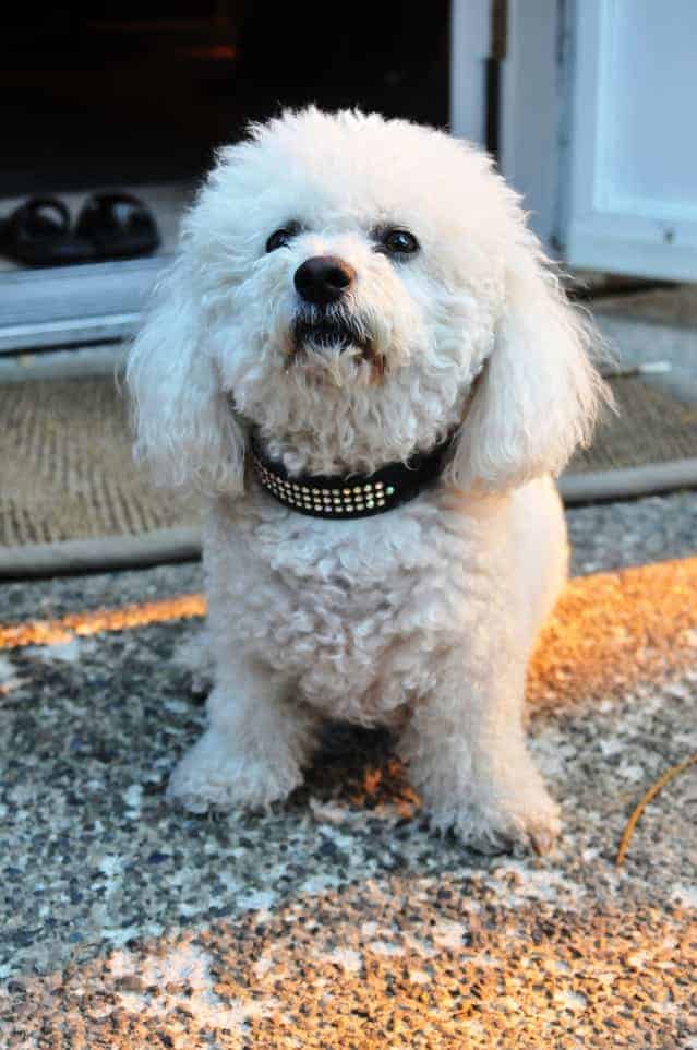 Photo of Bichon Frise in front door | Dog Temperament