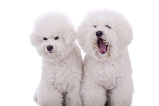 Photo of two Bichon Frises | Dog Temperament