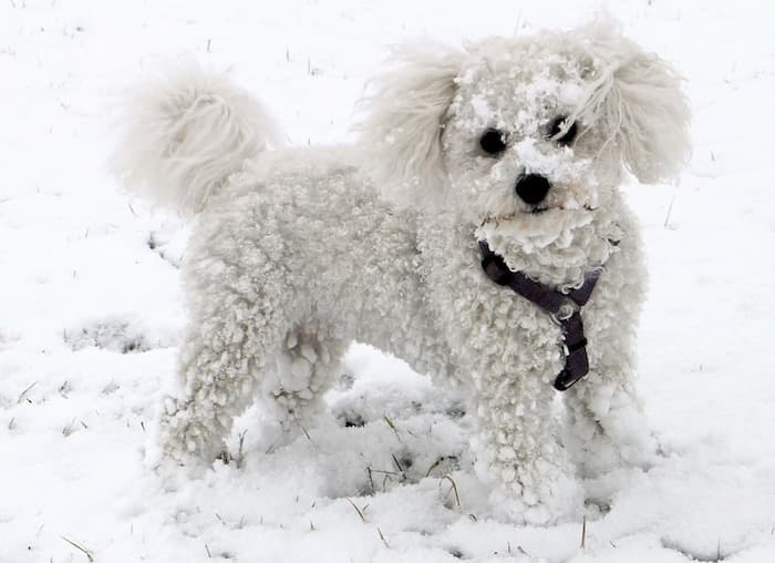 Photo of Bichon Frise Out In The Cold And Snow | Bichon Frise Rescue