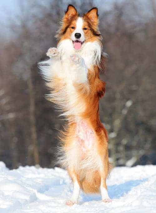 Photo of Border Collie Jumping In Snow