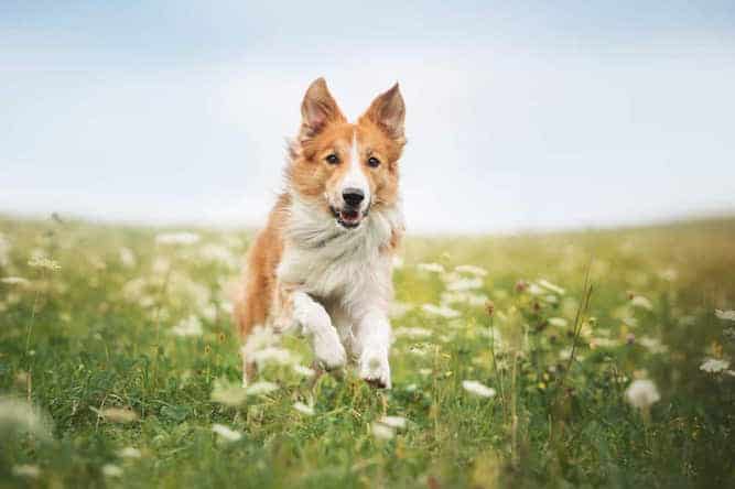 Photo of Border Collie In Meadow