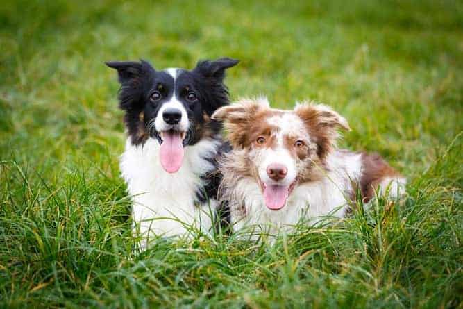 Photo of Border Collie Two Brown And Black In Park