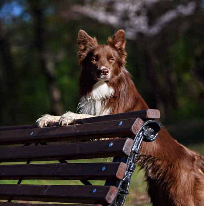 Photo of Border Collie Cocoa Front Paws On Bench