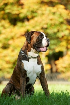 Photo of German Box Dog Outdoors In Grass  | Boxer Temperament