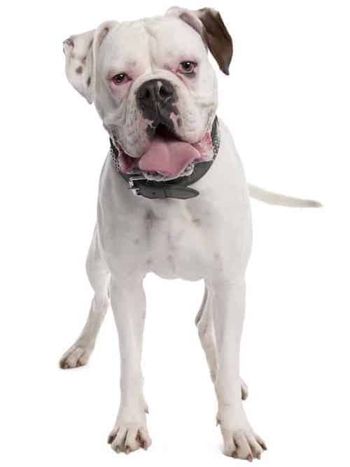 Photo of Boxer Dog Mixed White | Boxer Dog Temperament