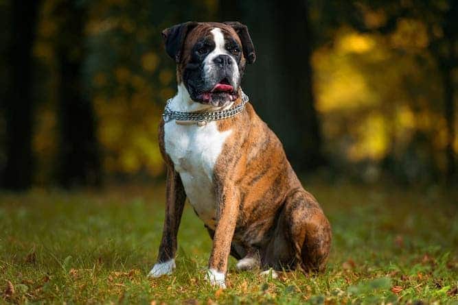 Photo of Boxer Dog Portrait Sitting Outdoors | Boxer Dog Temperament