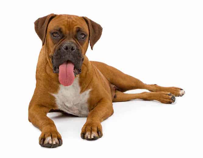 Photo of Boxer Dog Laying Down | Boxer Dog Temperament
