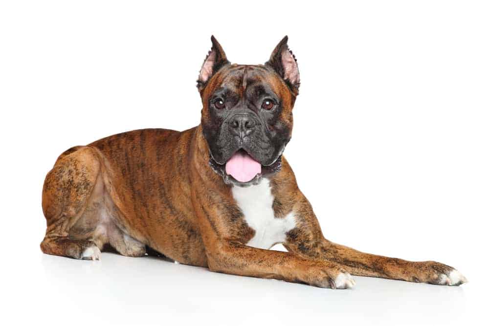 Photo of Boxer Dog Black Brown Face Laying Down | Boxer Dog Temperament