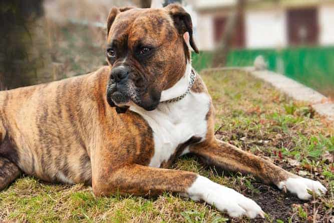 Photo of Boxer Regal Look Outdoors | Boxer Dog Temperament