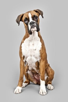 Photo of Boxer Dog Sitting Upright | Boxer Temperament