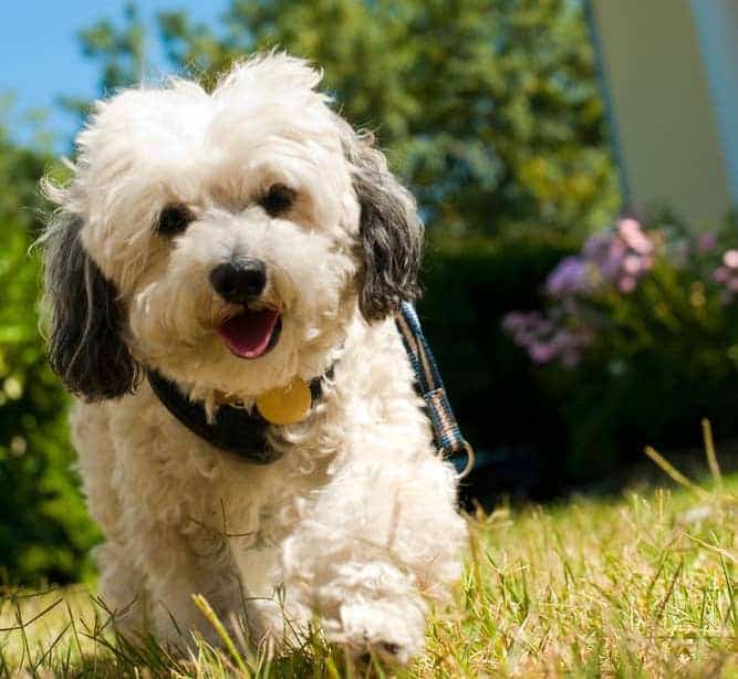 are havanese aggressive