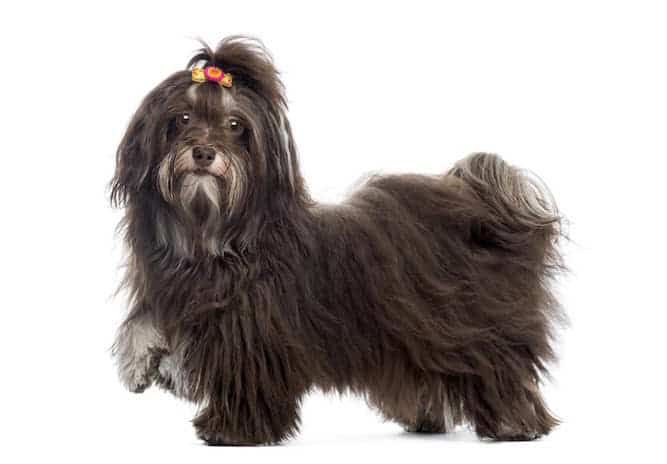 Photo of Well Groomed Havanese Black And Grey With Bow | Havanese Grooming