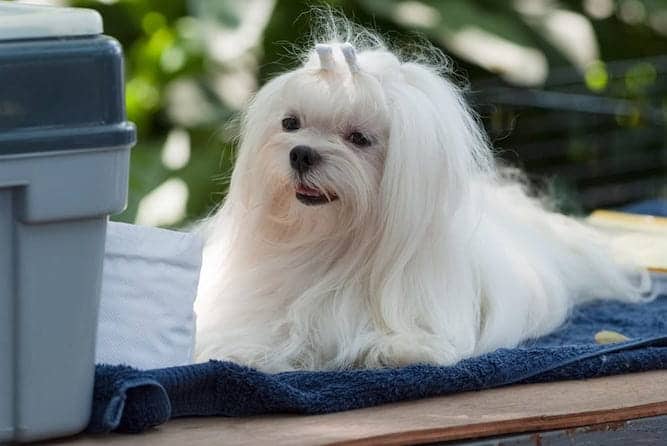 are maltese affectionate dogs