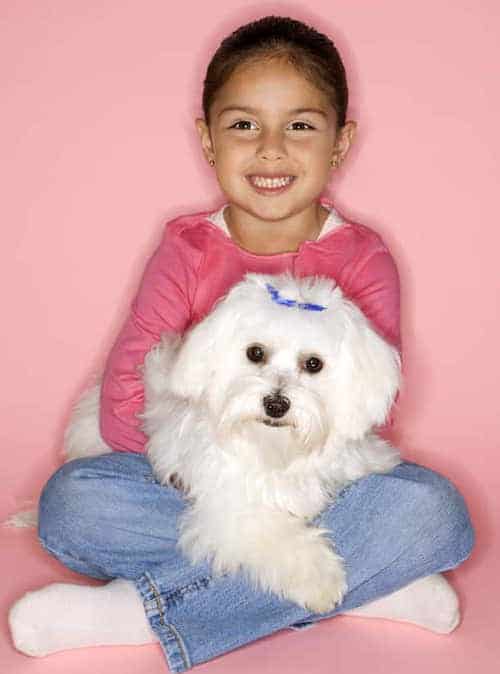 Photo of Maltese With Girl