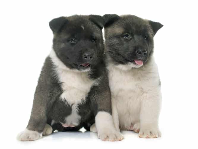 Photo of Two Akita Puppies Min