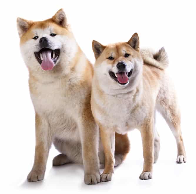 Photo of Two Happy Akitas | Dog Temperament