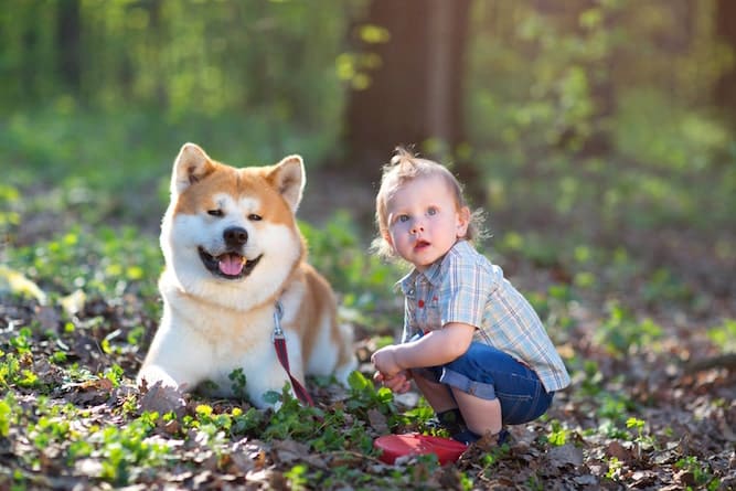 Photo of Cute Akita and Little Boy in Woods