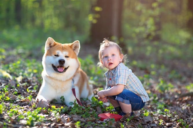 Photo of Cute Akita and Little Boy in Woods 