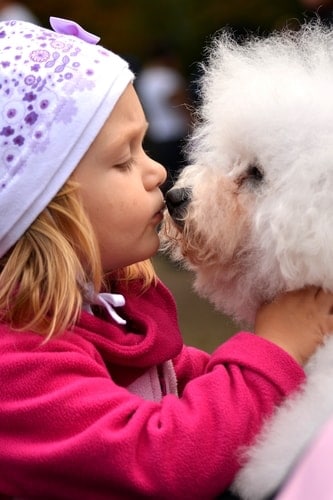 Cute little Girl Showing her Beautiful Bichon Frise Puppy Some Love