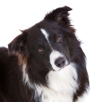 Photo of Black And White Border Collie