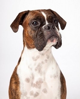 Photo of Boxer Dog Portrait | Boxer Temperament
