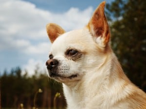 Chihuahua Temperament