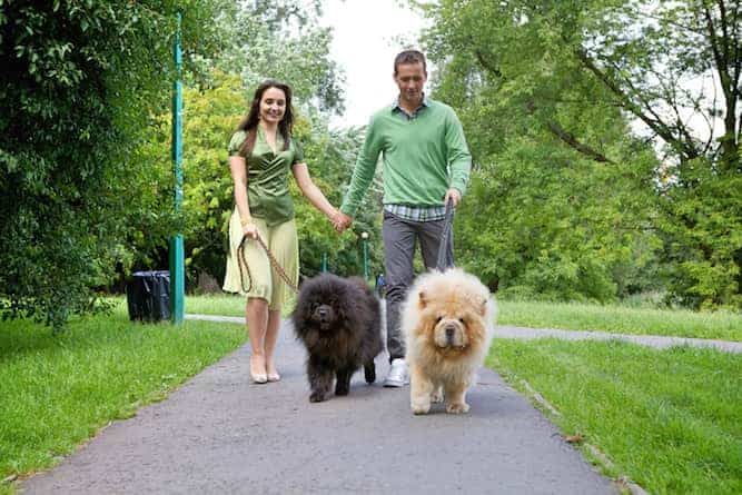 Photo of Chow Chow Couple 