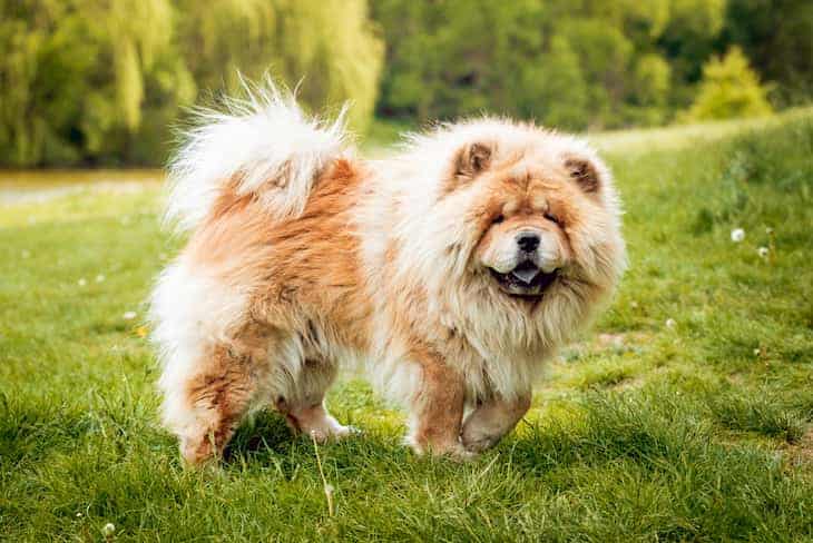 Photo of Chow Chow Outdoors