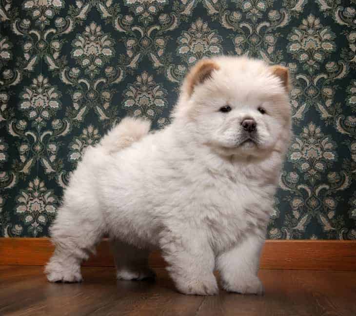 small chow looking dog