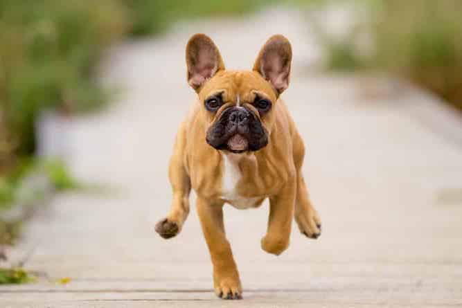 Photo of French Bulldog . Running