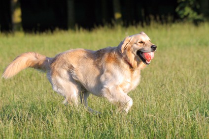 Golden Retriever Temperament