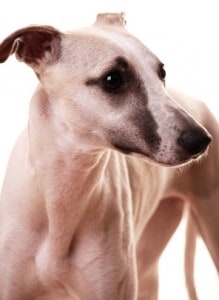 greyhound temperament