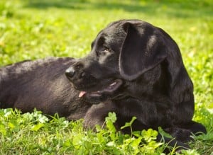 Labrador retriever temperament