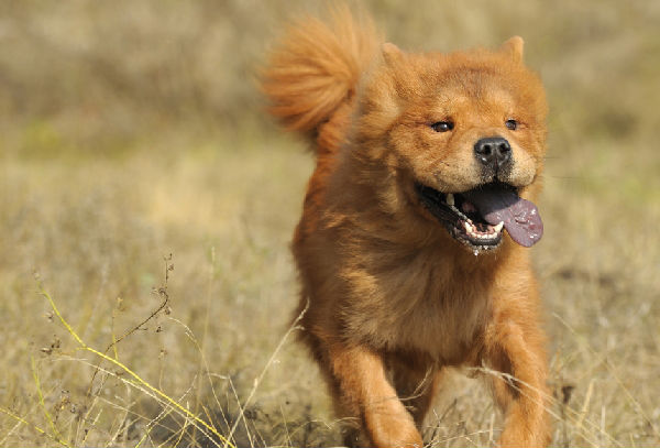 Aggressive Charging Chow Chow