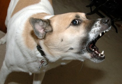 An Aggressive Biting Dog 