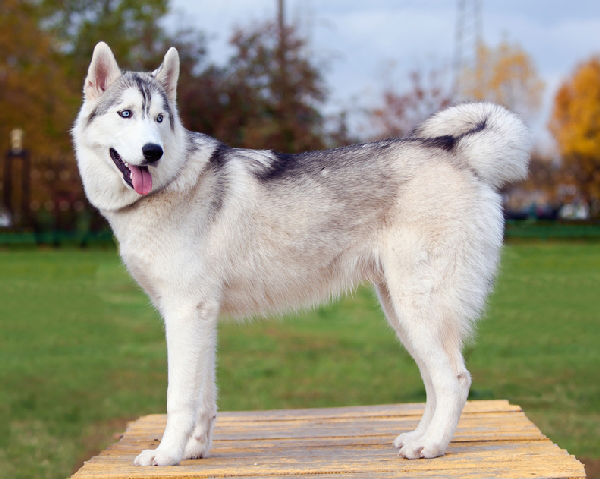 Husky One of the Most Aggressive Dogs
