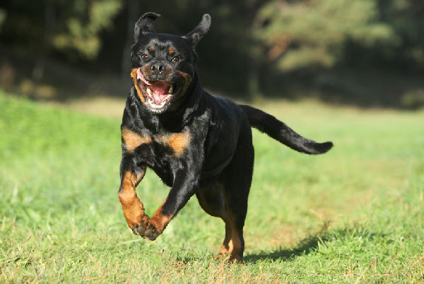 Aggressive Charging Rottweiler