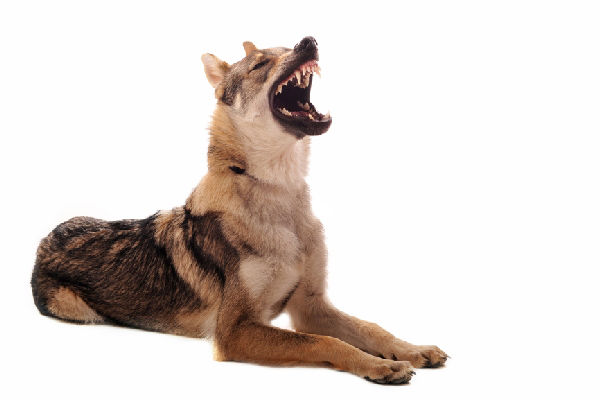 Aggressive Czechoslovakian Wolfdog