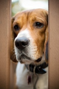 beagle dog with separation anxiety