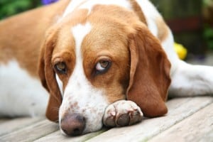 Depressed Dog -  Beagle