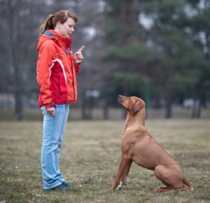 training dog