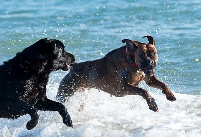 Dogs Exercising- Playing on Beach