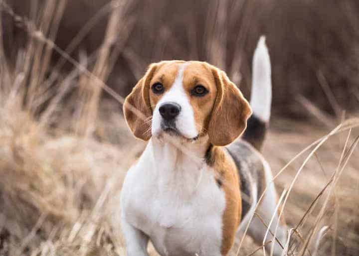 Photo of Beagle In Field