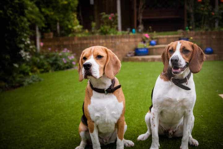 Photo of Two Beagle Dogs Sitting On Grass