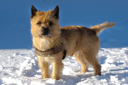 Cairn Terrier Dog in snow