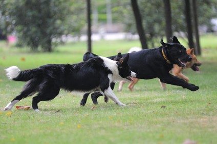 Dogs running together on the lawn